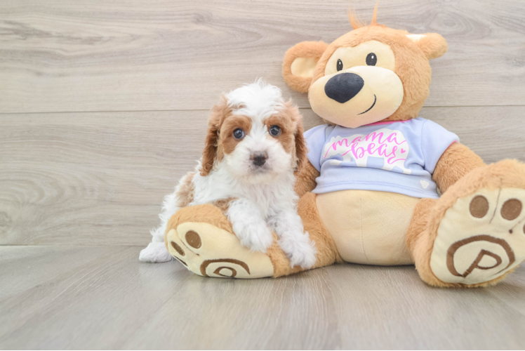 Best Cavapoo Baby