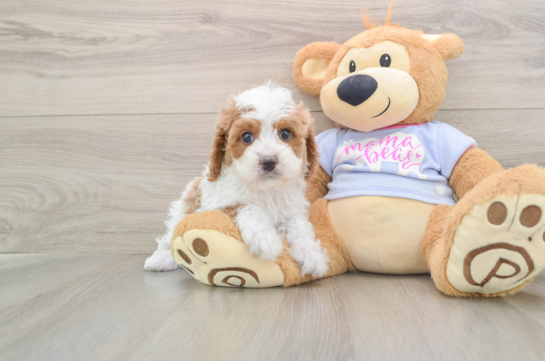 Best Cavapoo Baby