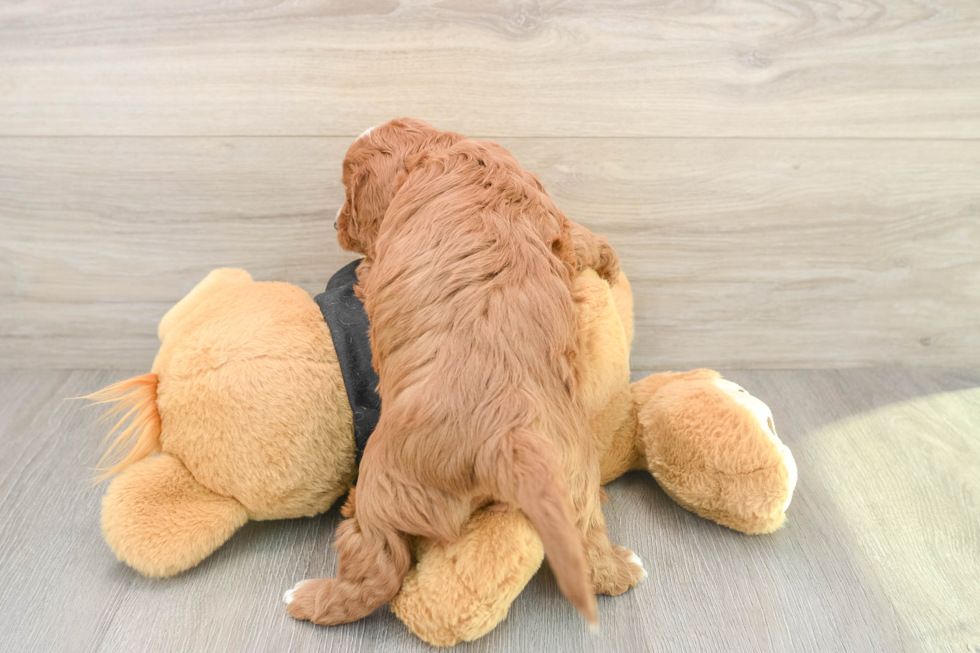 Cavapoo Pup Being Cute