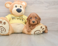 8 week old Cavapoo Puppy For Sale - Lone Star Pups