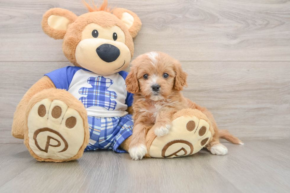 Best Cavapoo Baby