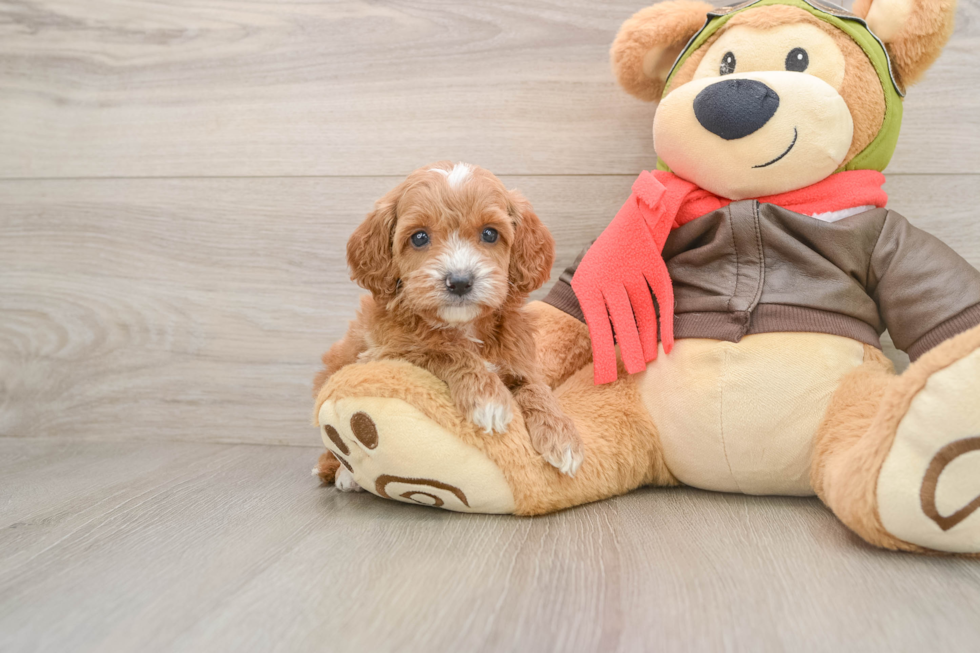 Cavapoo Pup Being Cute