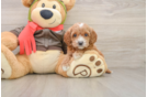 Cavapoo Puppy for Adoption
