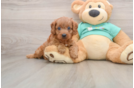 Little Cavipoo Poodle Mix Puppy
