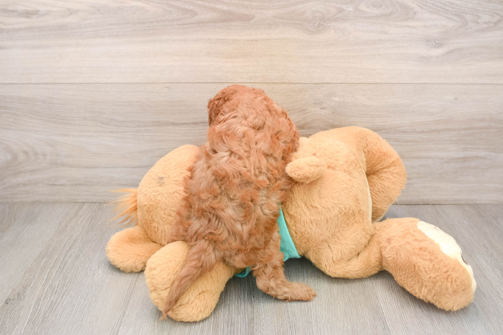 Little Cavipoo Poodle Mix Puppy
