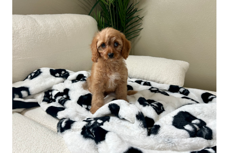 Best Cavapoo Baby