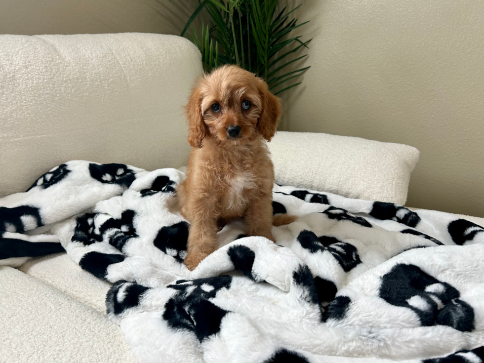Best Cavapoo Baby
