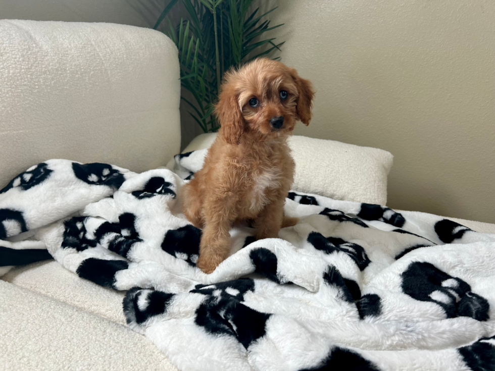 Cute Cavoodle Poodle Mix Puppy