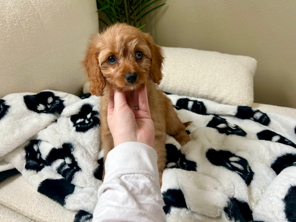 Cute Cavapoo Poodle Mix Pup