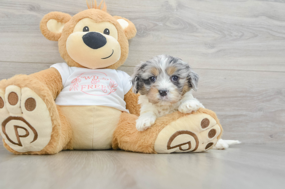 Best Cavapoo Baby