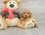 8 week old Cavapoo Puppy For Sale - Lone Star Pups