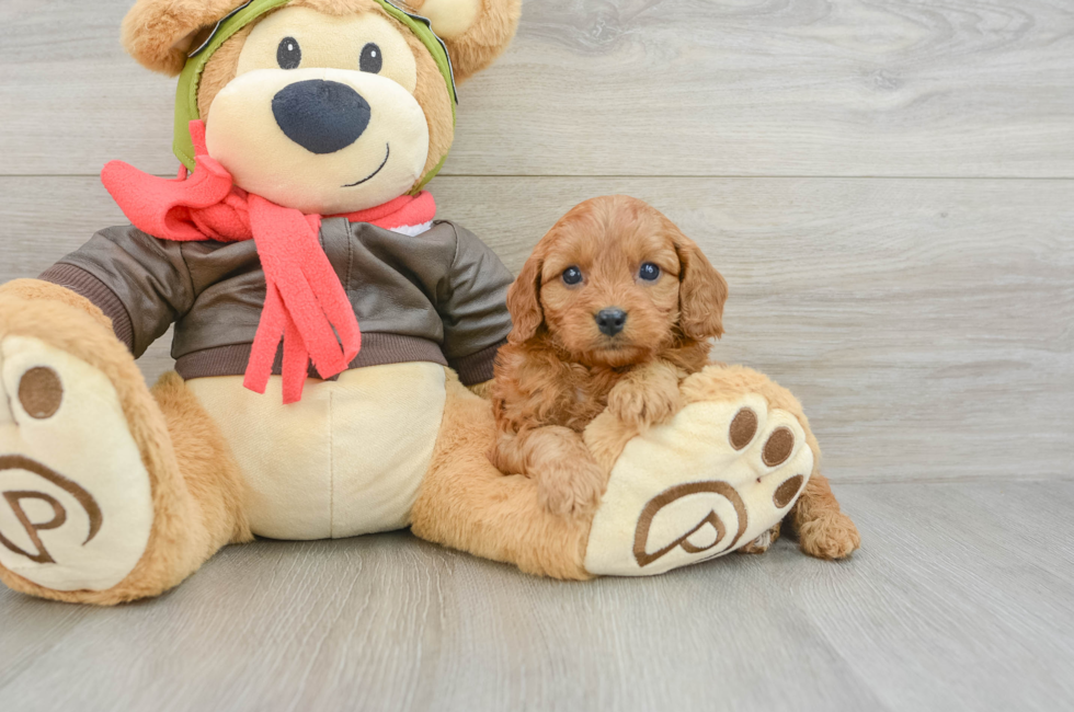 7 week old Cavapoo Puppy For Sale - Lone Star Pups