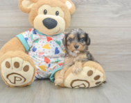 9 week old Cavapoo Puppy For Sale - Lone Star Pups