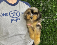 9 week old Cavapoo Puppy For Sale - Lone Star Pups