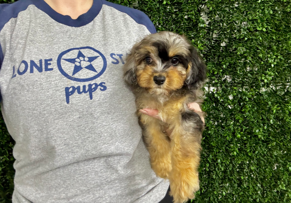 Best Cavapoo Baby