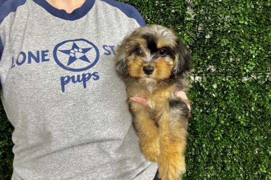 Best Cavapoo Baby