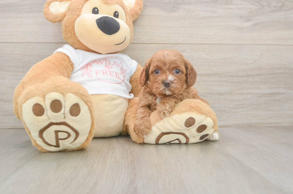 5 week old Cavapoo Puppy For Sale - Lone Star Pups