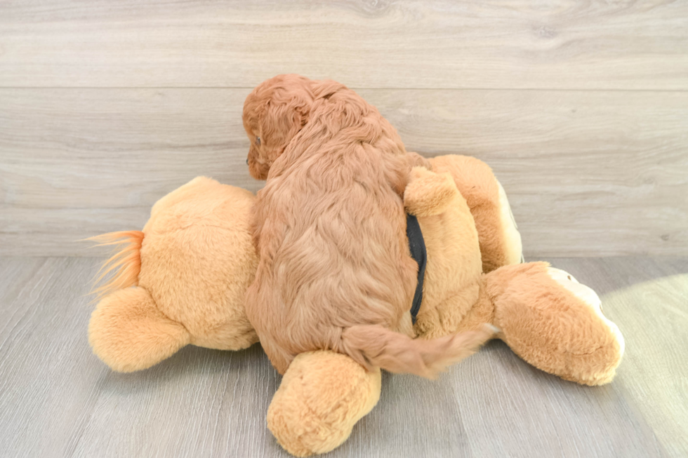 Cavapoo Pup Being Cute