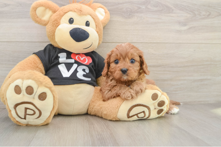 Sweet Cavapoo Baby