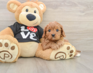 9 week old Cavapoo Puppy For Sale - Lone Star Pups