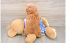 Cavapoo Pup Being Cute