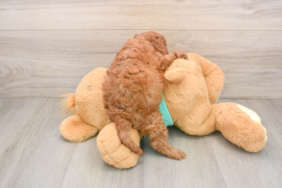 Cavapoo Puppy for Adoption
