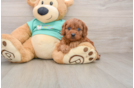 Cavapoo Pup Being Cute