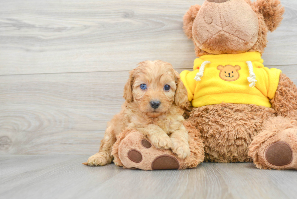 Small Cavapoo Baby