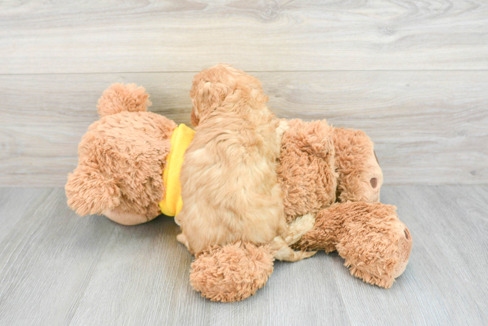 Popular Cavapoo Poodle Mix Pup