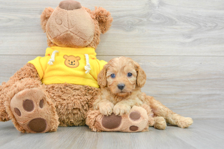 Cavapoo Pup Being Cute