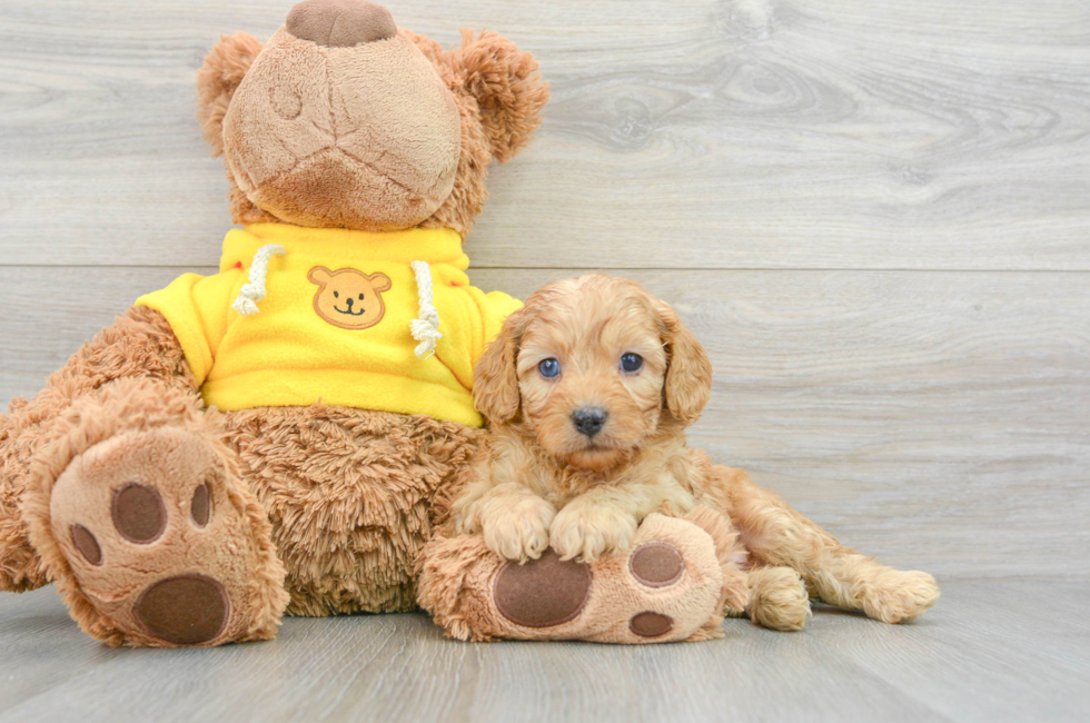 7 week old Cavapoo Puppy For Sale - Lone Star Pups