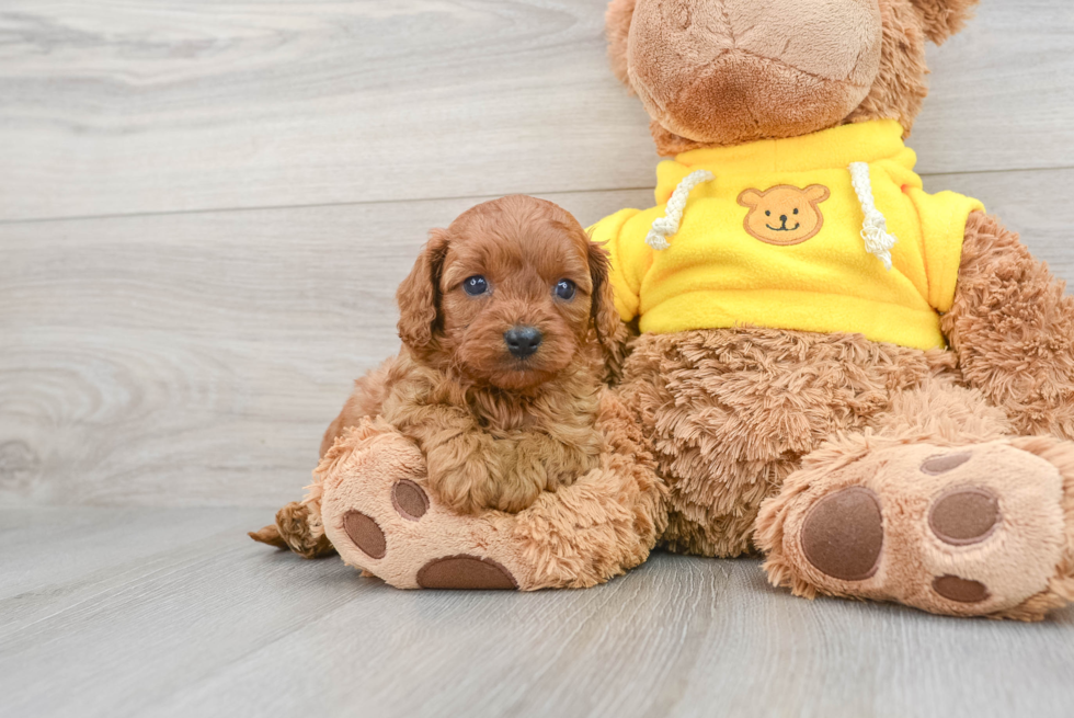 Petite Cavapoo Poodle Mix Pup