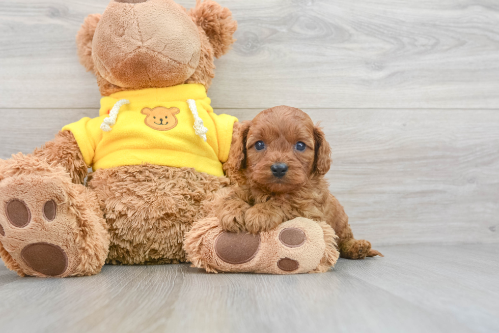 Fluffy Cavapoo Poodle Mix Pup