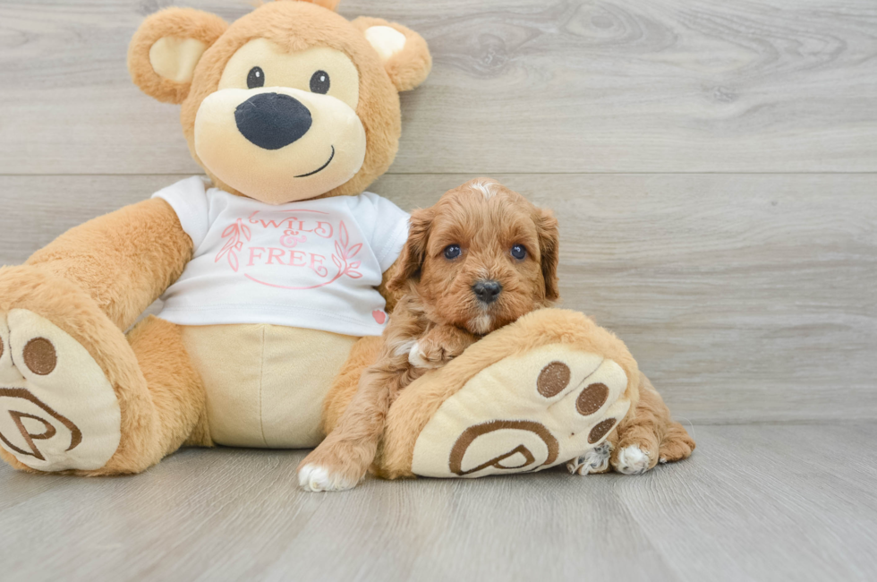 5 week old Cavapoo Puppy For Sale - Lone Star Pups