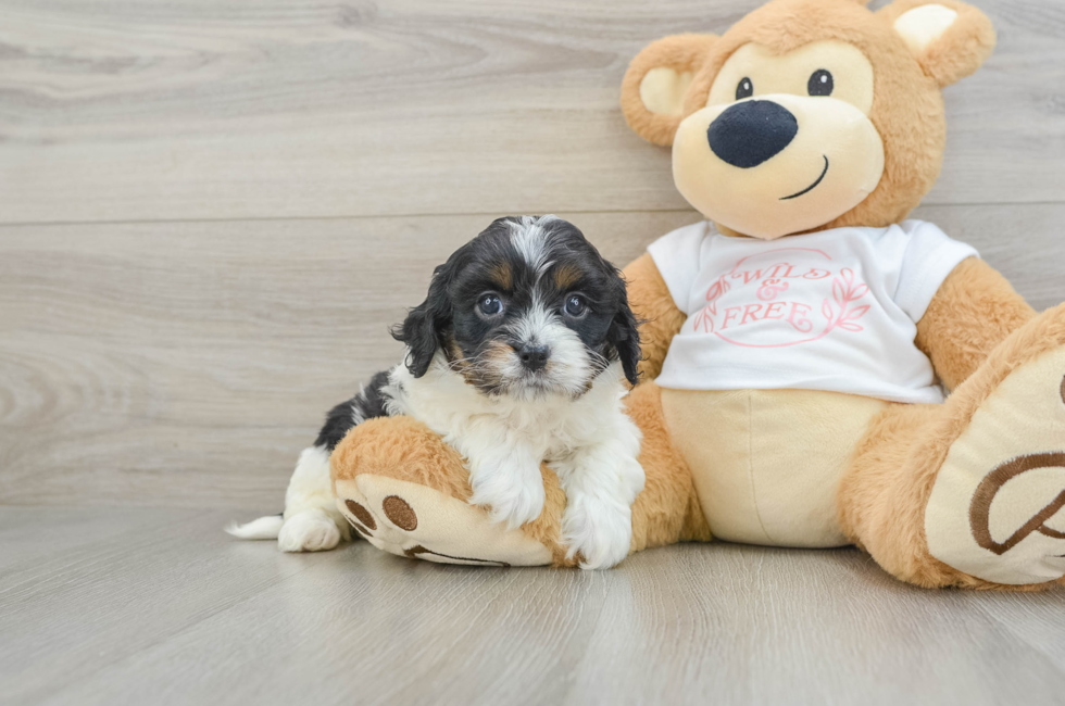 6 week old Cavapoo Puppy For Sale - Lone Star Pups