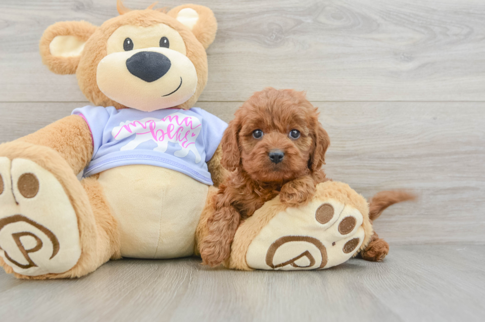 5 week old Cavapoo Puppy For Sale - Lone Star Pups
