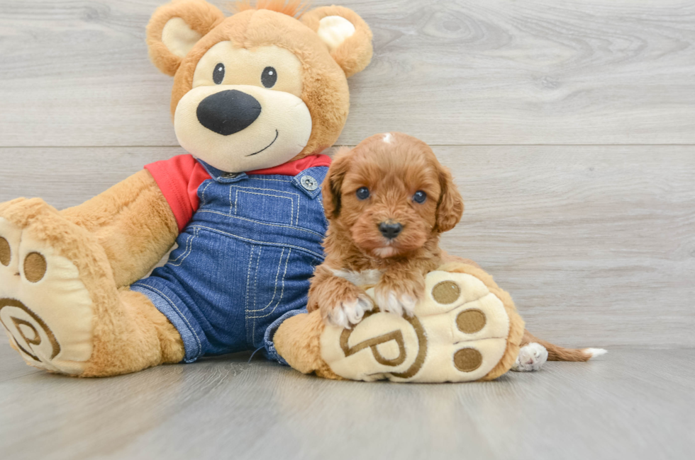 5 week old Cavapoo Puppy For Sale - Lone Star Pups