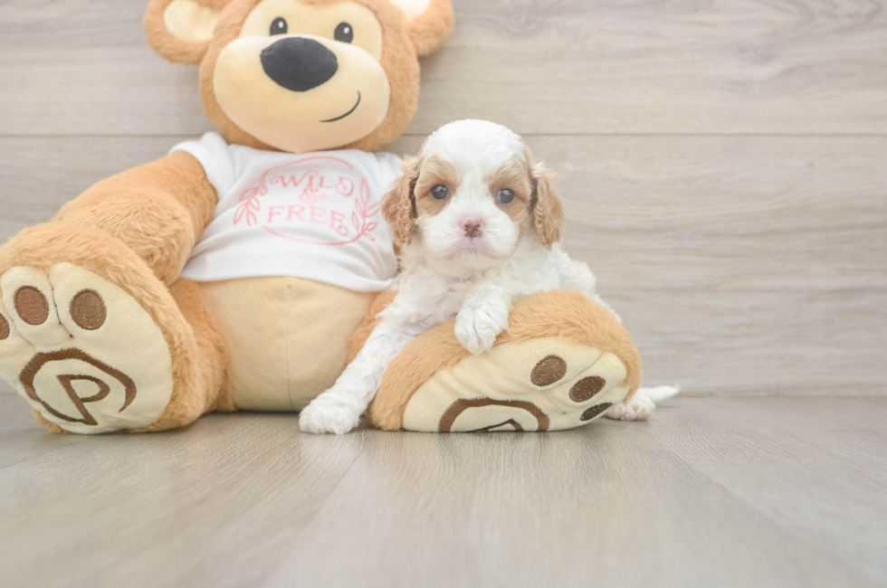 5 week old Cavapoo Puppy For Sale - Lone Star Pups