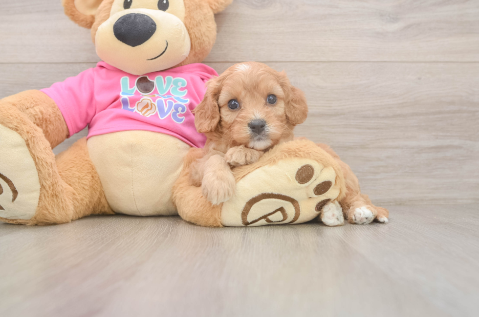 6 week old Cavapoo Puppy For Sale - Lone Star Pups