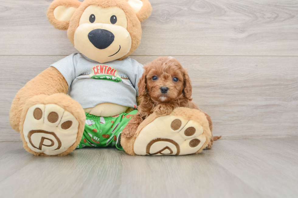 Funny Cavapoo Poodle Mix Pup