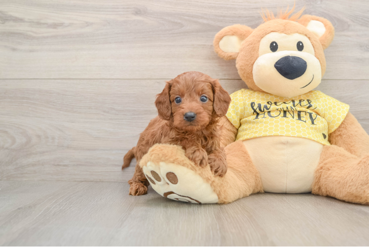 Cavapoo Pup Being Cute