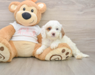 8 week old Cavapoo Puppy For Sale - Lone Star Pups