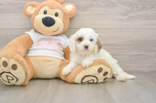 Best Cavapoo Baby