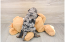 Best Cavapoo Baby