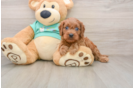 Sweet Cavapoo Baby