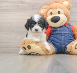 7 week old Cavapoo Puppy For Sale - Lone Star Pups