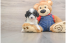 Cavapoo Pup Being Cute
