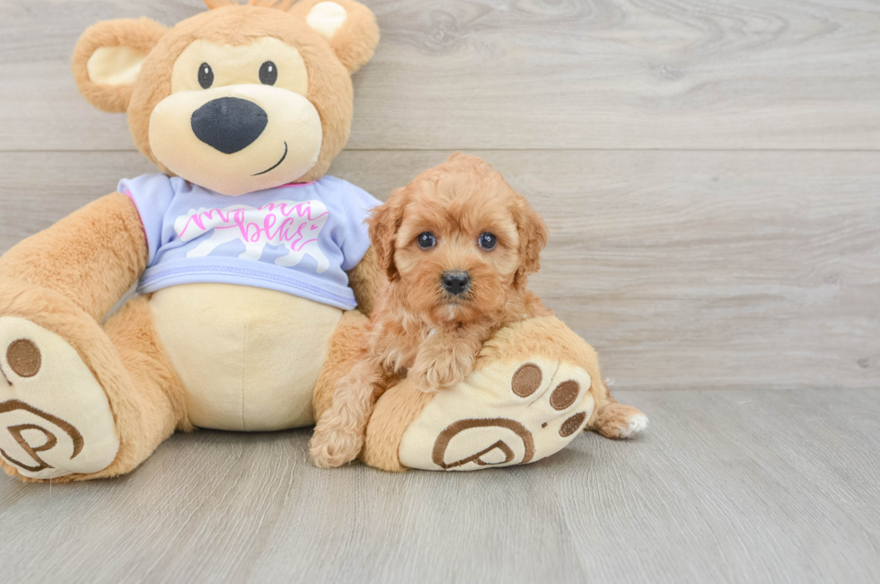 5 week old Cavapoo Puppy For Sale - Lone Star Pups