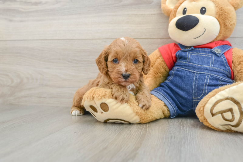 Meet Amigo - our Cavapoo Puppy Photo 1/3 - Lone Star Pups