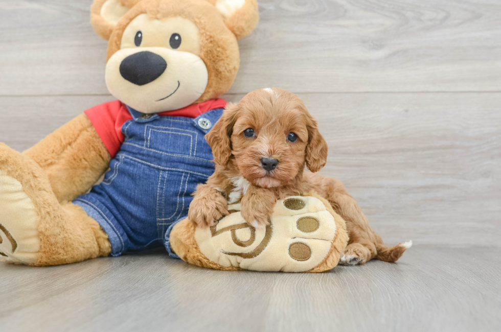 5 week old Cavapoo Puppy For Sale - Lone Star Pups